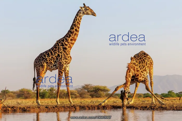 : Masai giraffe (Giraffa tippelskirchi), also spelled Maasai giraffe : Masai giraffe (Giraffa tippelskirchi), also spelled Maasai giraffe