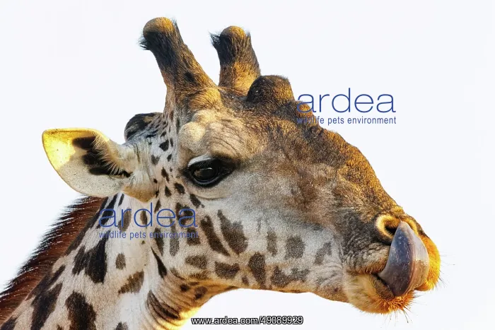 : Masai giraffe (Giraffa tippelskirchi), also spelled Maasai giraffe : Masai giraffe (Giraffa tippelskirchi), also spelled Maasai giraffe