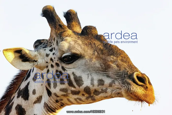 : Masai giraffe (Giraffa tippelskirchi), also spelled Maasai giraffe : Masai giraffe (Giraffa tippelskirchi), also spelled Maasai giraffe