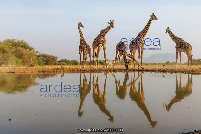 : Masai giraffe (Giraffa tippelskirchi), also spelled Maasai giraffe : Masai giraffe (Giraffa tippelskirchi), also spelled Maasai giraffe