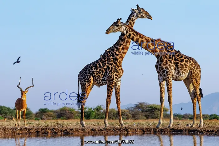 : Masai giraffe (Giraffa tippelskirchi), also spelled Maasai giraffe : Masai giraffe (Giraffa tippelskirchi), also spelled Maasai giraffe