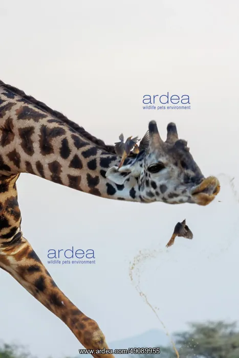 : Masai giraffe (Giraffa tippelskirchi), also spelled Maasai giraffe : Masai giraffe (Giraffa tippelskirchi), also spelled Maasai giraffe