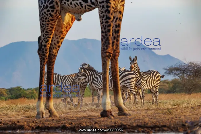 : Masai giraffe (Giraffa tippelskirchi), also spelled Maasai giraffe : Masai giraffe (Giraffa tippelskirchi), also spelled Maasai giraffe