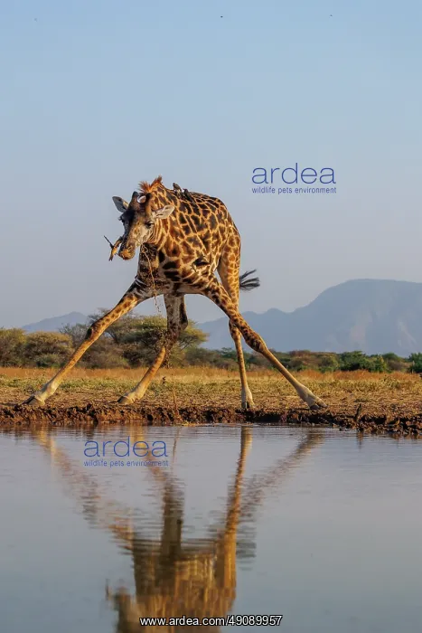 : Masai giraffe (Giraffa tippelskirchi), also spelled Maasai giraffe : Masai giraffe (Giraffa tippelskirchi), also spelled Maasai giraffe