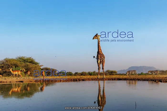 : Masai giraffe (Giraffa tippelskirchi), also spelled Maasai giraffe : Masai giraffe (Giraffa tippelskirchi), also spelled Maasai giraffe