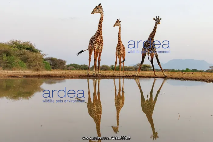 : Masai giraffe (Giraffa tippelskirchi), also spelled Maasai giraffe : Masai giraffe (Giraffa tippelskirchi), also spelled Maasai giraffe