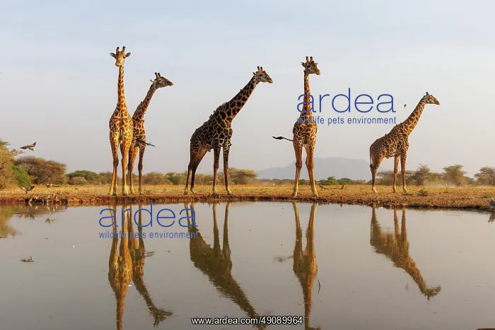 : Masai giraffe (Giraffa tippelskirchi), also spelled Maasai giraffe : Masai giraffe (Giraffa tippelskirchi), also spelled Maasai giraffe