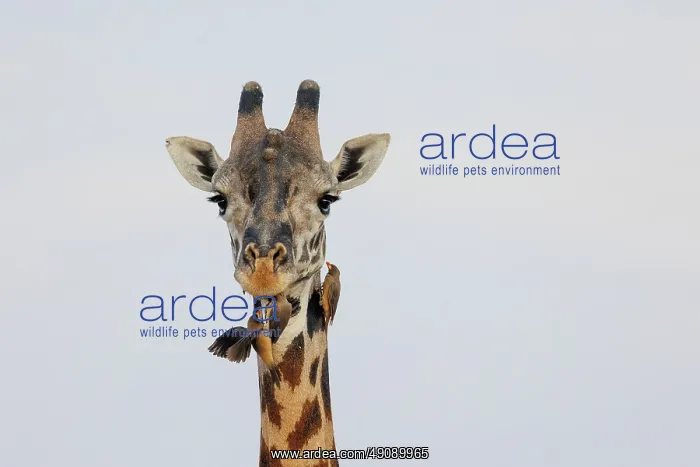 : Masai giraffe (Giraffa tippelskirchi), also spelled Maasai giraffe and red-billed oxpecker (Buphagus erythrorynchus) : Masai giraffe (Giraffa tippelskirchi), also spelled Maasai giraffe and red-billed oxpecker (Buphagus erythrorynchus)