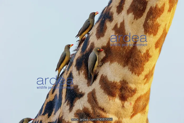 : Masai giraffe (Giraffa tippelskirchi), also spelled Maasai giraffe and red-billed oxpecker (Buphagus erythrorynchus) : Masai giraffe (Giraffa tippelskirchi), also spelled Maasai giraffe and red-billed oxpecker (Buphagus erythrorynchus)