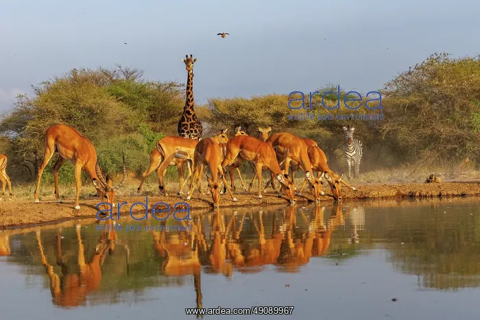 : Masai giraffe (Giraffa tippelskirchi), also spelled Maasai giraffe : Masai giraffe (Giraffa tippelskirchi), also spelled Maasai giraffe