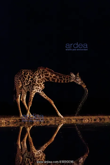  : Masai giraffe (Giraffa tippelskirchi), also spelled Maasai giraffe