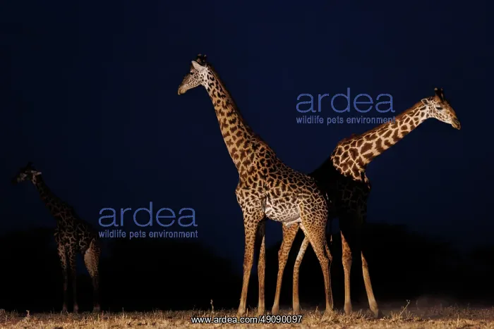 : Masai giraffe (Giraffa tippelskirchi), also spelled Maasai giraffe : Masai giraffe (Giraffa tippelskirchi), also spelled Maasai giraffe