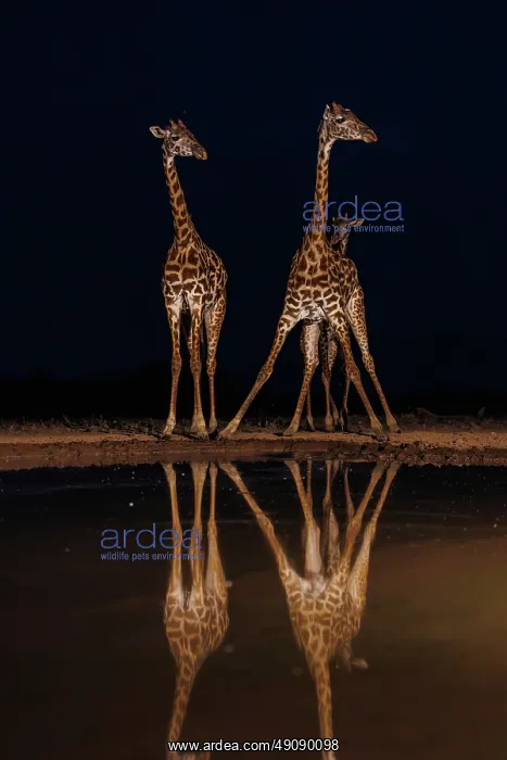  : Masai giraffe (Giraffa tippelskirchi), also spelled Maasai giraffe