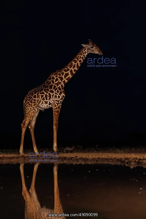 : Masai giraffe (Giraffa tippelskirchi), also spelled Maasai giraffe : Masai giraffe (Giraffa tippelskirchi), also spelled Maasai giraffe