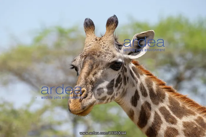 : Masai giraffe (Giraffa tippelskirchi), animal po : Masai giraffe (Giraffa tippelskirchi), animal po