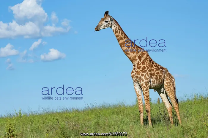 : Masai giraffe (Giraffa tippelskirchi), Serengeti : Masai giraffe (Giraffa tippelskirchi), Serengeti