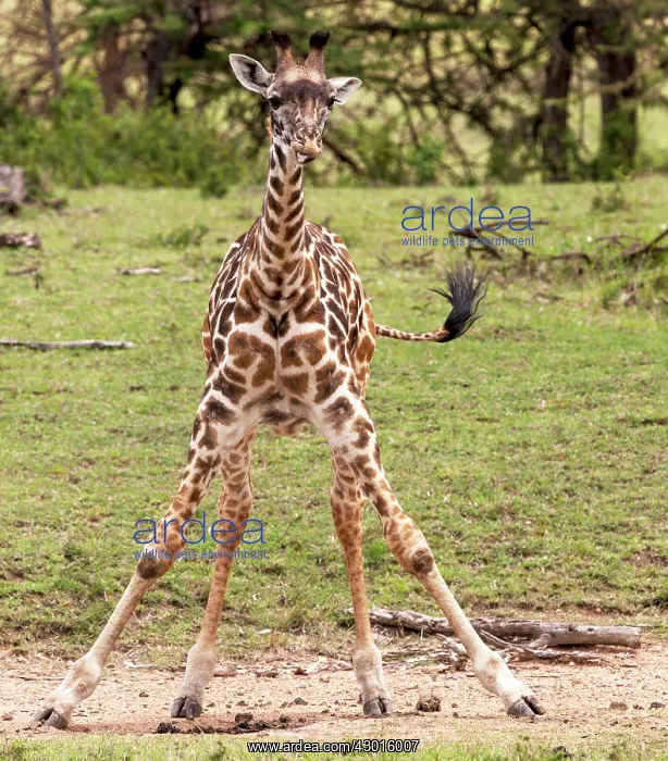 : Masai Giraffe juvenile : Masai Giraffe juvenile