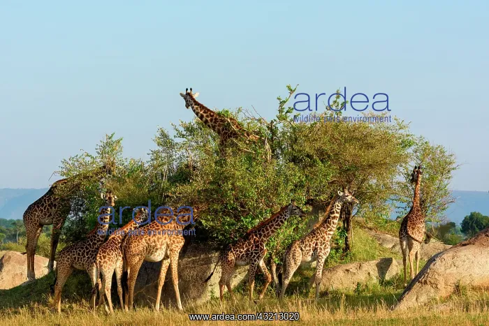 : Masai giraffe, Maasai giraffe, or Kilimanjaro giraffe : Masai giraffe, Maasai giraffe, or Kilimanjaro giraffe