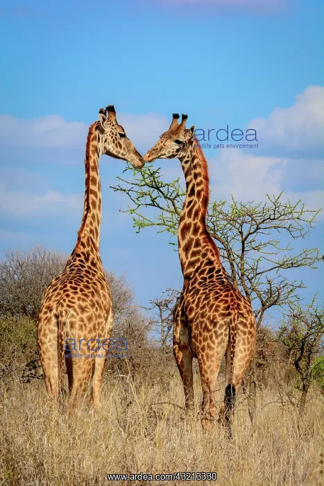 : Masai giraffe, Maasai giraffe, or Kilimanjaro giraffe : Masai giraffe, Maasai giraffe, or Kilimanjaro giraffe