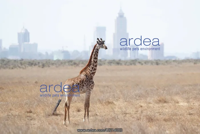 : Masai Giraffe in the savanna outside the city : Masai Giraffe in the savanna outside the city