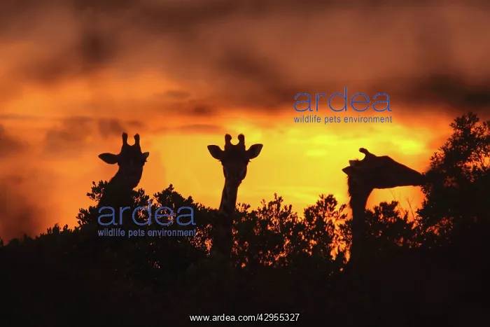 : Masai Giraffe - silhouetted at sunset : Masai Giraffe - silhouetted at sunset