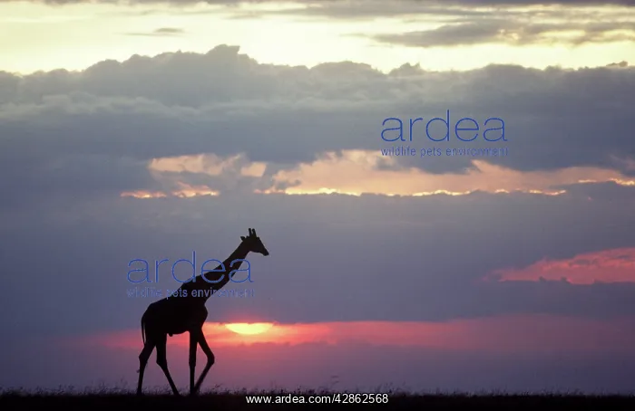 : Masai Giraffe - sillhouetted at sunset : Masai Giraffe - sillhouetted at sunset