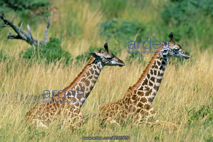  : Masai Giraffe - two sitting down in long grass