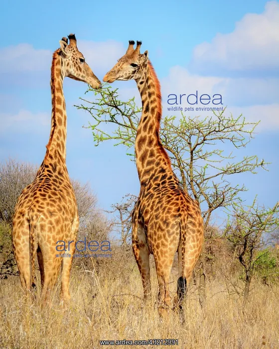 : Masai giraffe also spelled Maasai giraffe, also : Masai giraffe also spelled Maasai giraffe, also