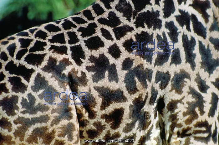 : Masai Giraffe - spot pattern of skin : Masai Giraffe - spot pattern of skin