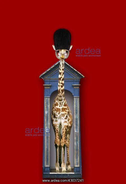  : Masai Giraffe wearing a bearskin guards hat