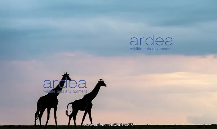 : Masai Giraffes adults : Masai Giraffes adults