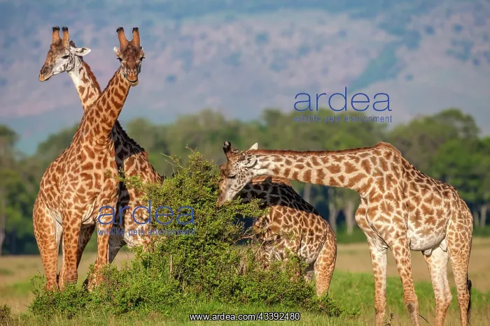 : Masai Giraffes browsing in Masai Mara Savannah : Masai Giraffes browsing in Masai Mara Savannah