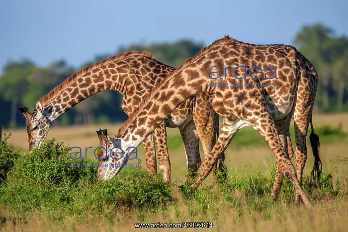 : Masai Giraffes browsing in Masai Mara Savannah : Masai Giraffes browsing in Masai Mara Savannah