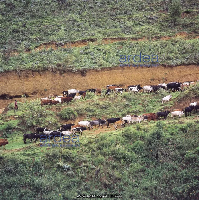 : Masai herdsman drivies his cattle up Mau escarpment Kenya : Masai herdsman drivies his cattle up Mau escarpment Kenya