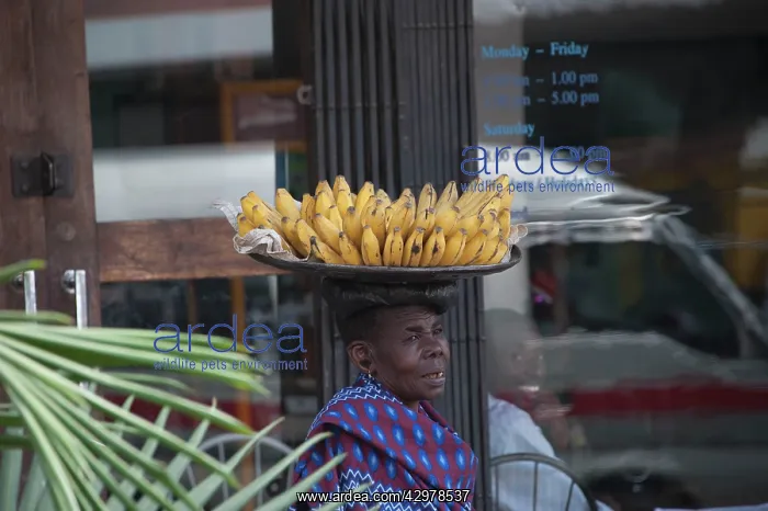 : Masai Lady - with a bowl of Bananas on her head : Masai Lady - with a bowl of Bananas on her head