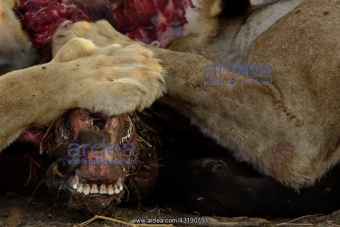 : Masai lion or East African lion (Panthera leo nubica : Masai lion or East African lion (Panthera leo nubica