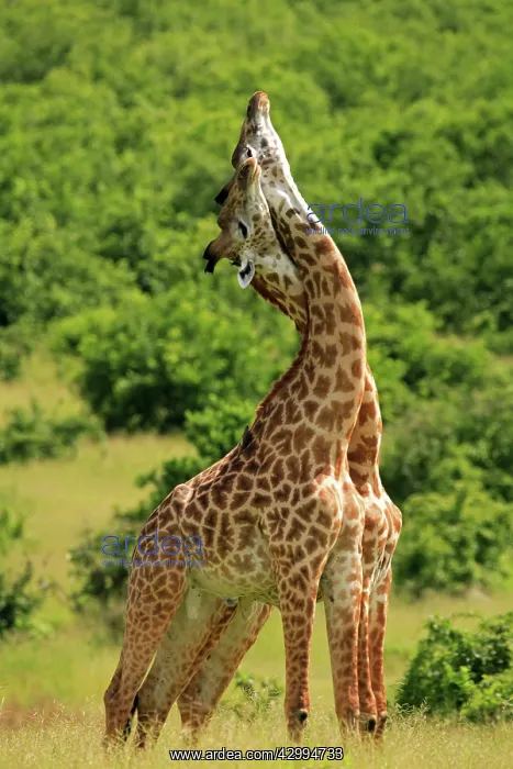 : Masai / Maasai Giraffe - 2 males with necks entwined : Masai / Maasai Giraffe - 2 males with necks entwined