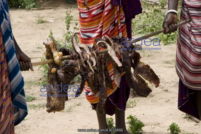 : Masai men carrying grilled cow pieces Tanzania : Masai men carrying grilled cow pieces Tanzania