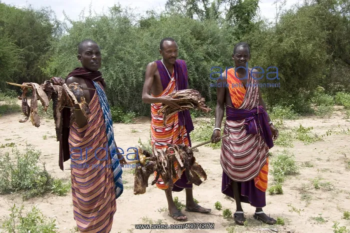  : Masai men carrying grilled cow pieces Tanzania