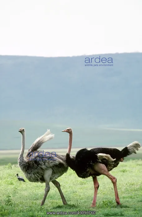 : Masai Ostrich : Masai Ostrich