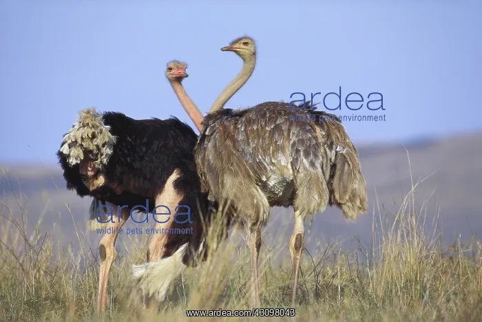 : Masai Ostrich : Masai Ostrich