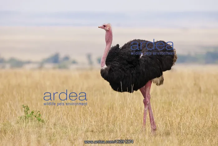 : Masai Ostrich, Kenya : Masai Ostrich, Kenya