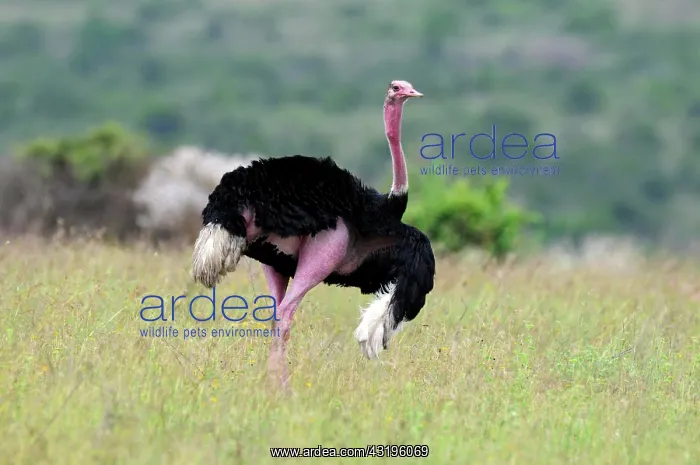 : Masai Ostrich (Struthio camelus massaicus), Nairobi : Masai Ostrich (Struthio camelus massaicus), Nairobi