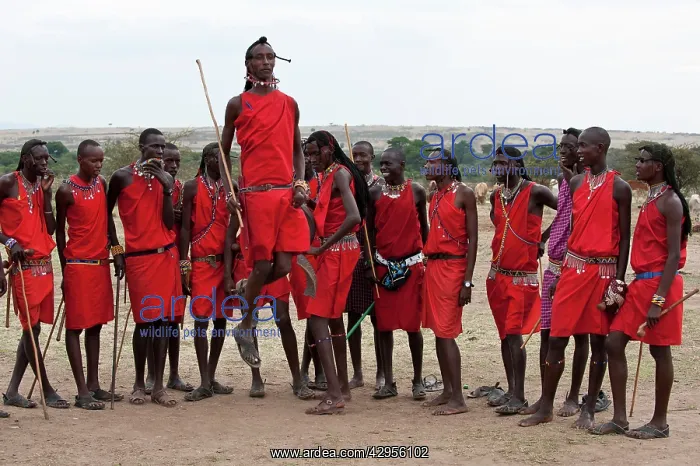 : Masai Warriors - performing their dance for tourists : Masai Warriors - performing their dance for tourists