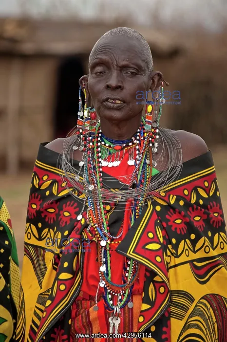 : Masai Women - with large earings and other jewellery : Masai Women - with large earings and other jewellery
