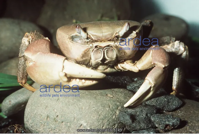 : MASCARENE LAND CRAB : MASCARENE LAND CRAB