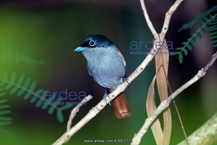 : Mascarene Paradise Flycatcher : Mascarene Paradise Flycatcher