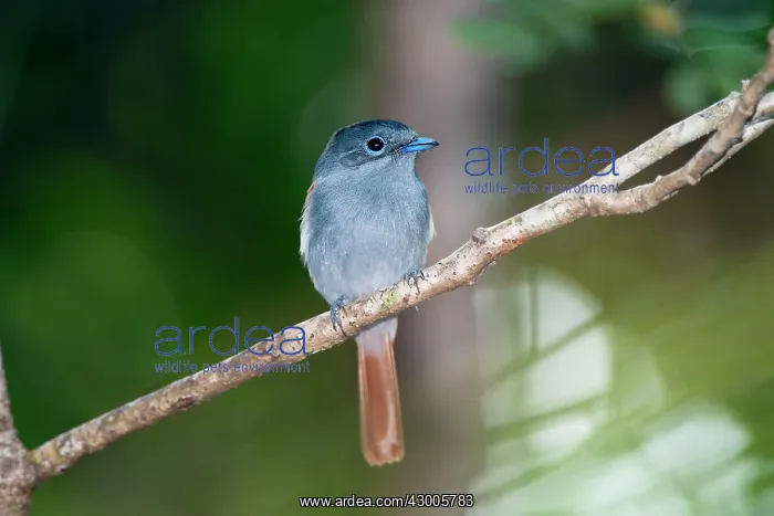 : Mascarene Paradise Flycatcher : Mascarene Paradise Flycatcher