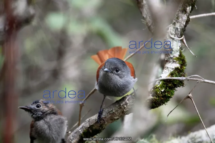 : Mascarene Paradise-Flycatcher : Mascarene Paradise-Flycatcher