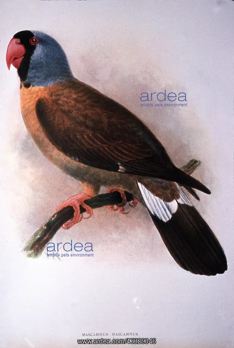 : MASCARENE PARROT - Extinct Bird - Illustration : MASCARENE PARROT - Extinct Bird - Illustration